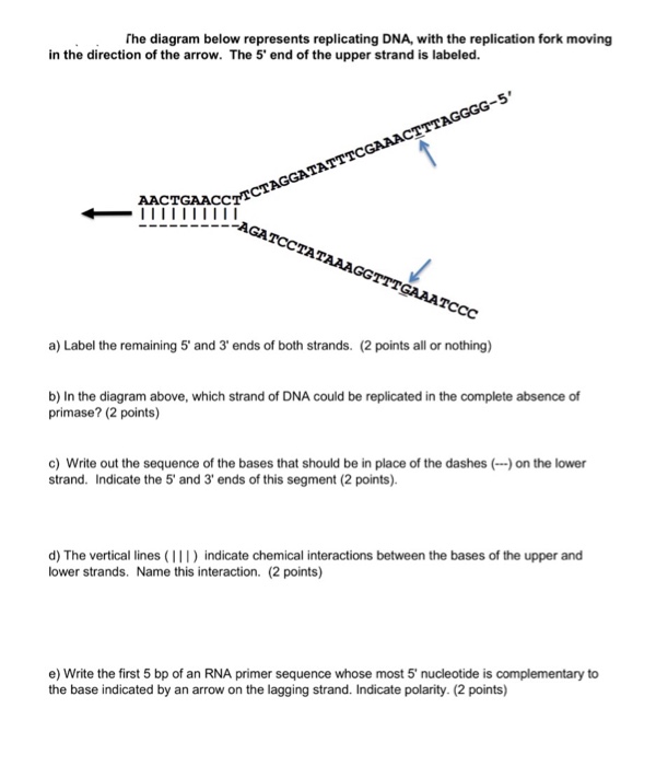 Solved The diagram below represents replicating DNA, with | Chegg.com