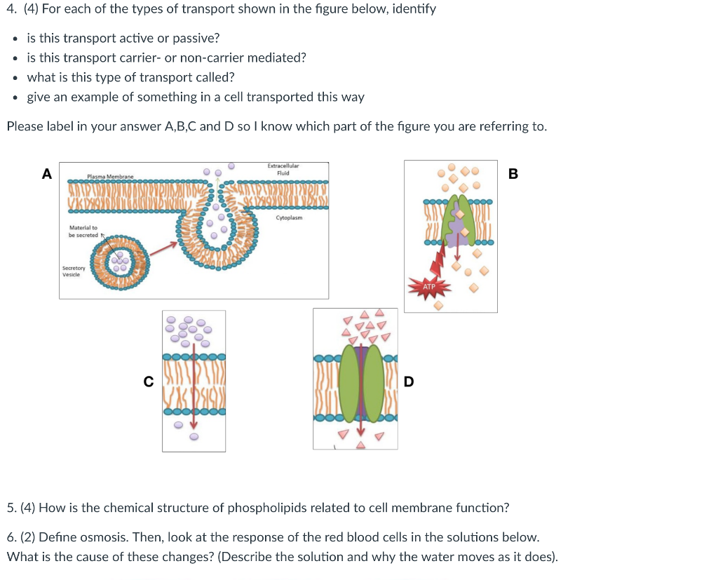 Passive And Active Transport Download Scientific Diagram