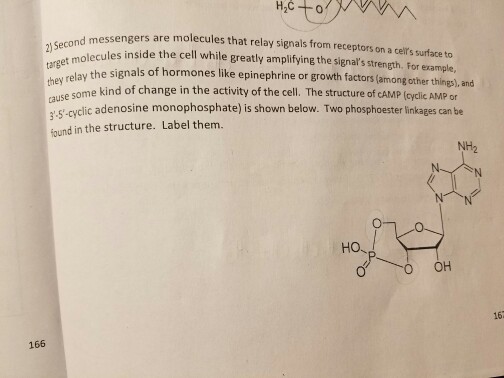 Solved Second messengers are molecules that relay signals | Chegg.com