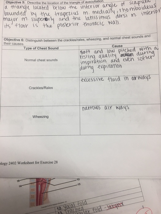 Solved Destinguish between the crackles/rales, wheezing, and