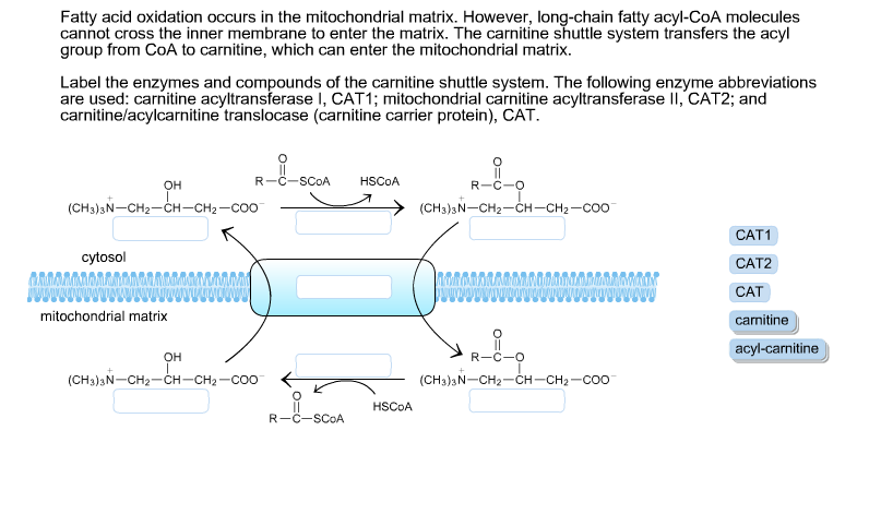 Solved Fatty acid oxidation occurs in the mitochondrial | Chegg.com