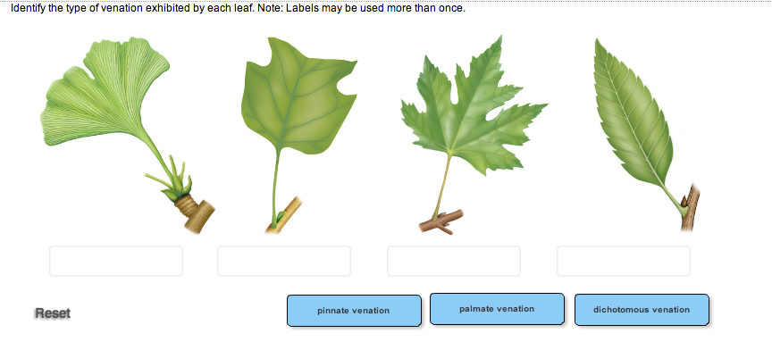 solved-identify-the-type-of-venation-exhibited-by-each-leaf-chegg