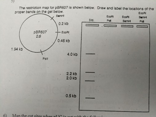 Fantastic Tips About How To Draw Restriction Mapping - Pricelunch34