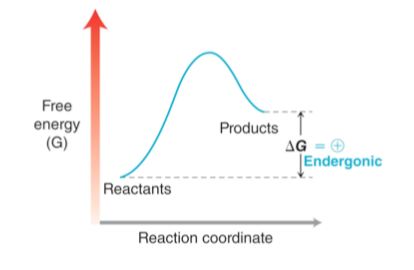 Endergonic Reaction Definition Examples And Graph Images