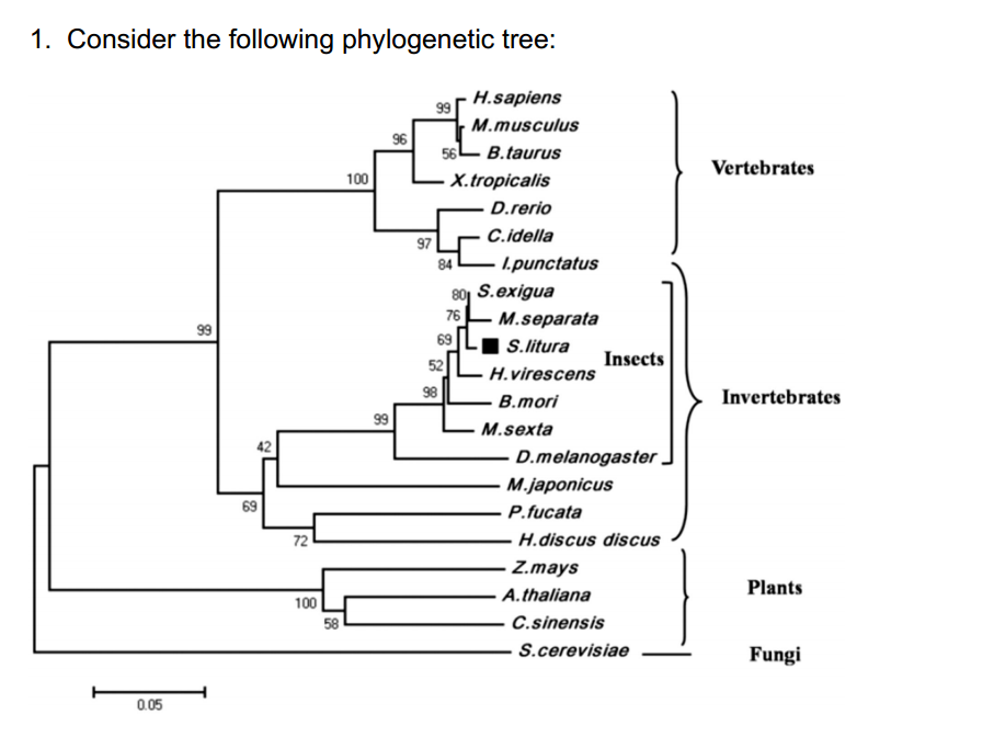 Solved Consider the following phylogenetic tree: a) Is this | Chegg.com