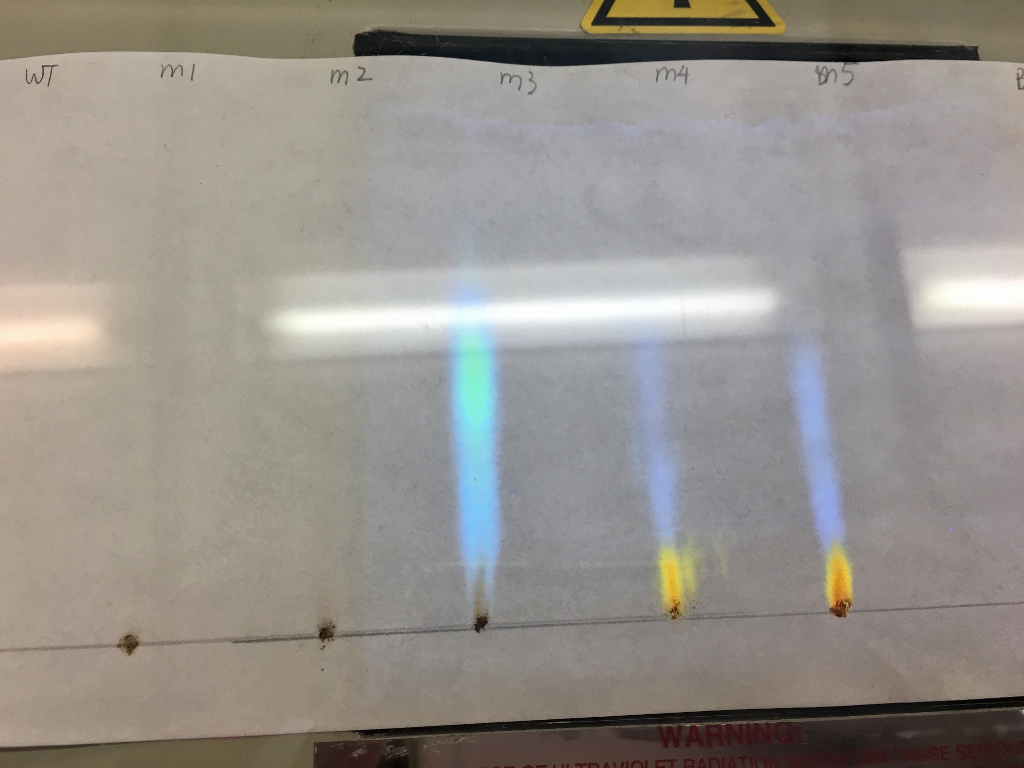 Solved Can someone help me to complete my drosophila eye