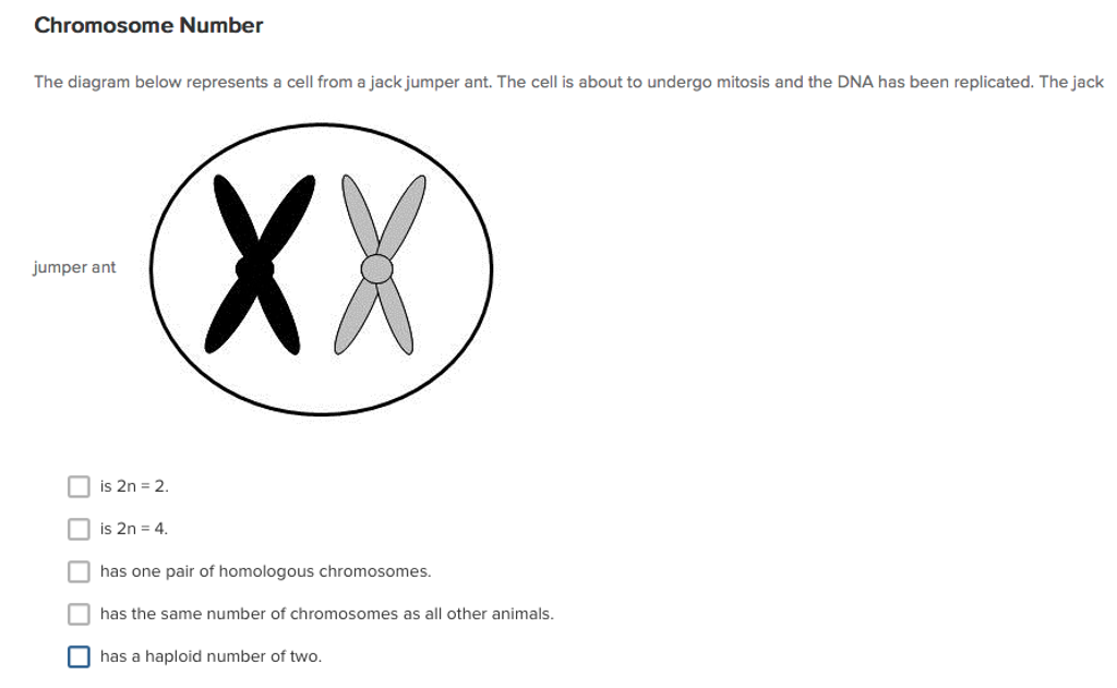 Which Diagram Represents A Pair Of Homologous Chromosomes Wiring Site