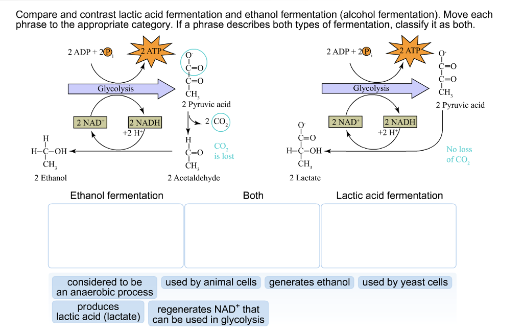 Alcoholic Fermentation