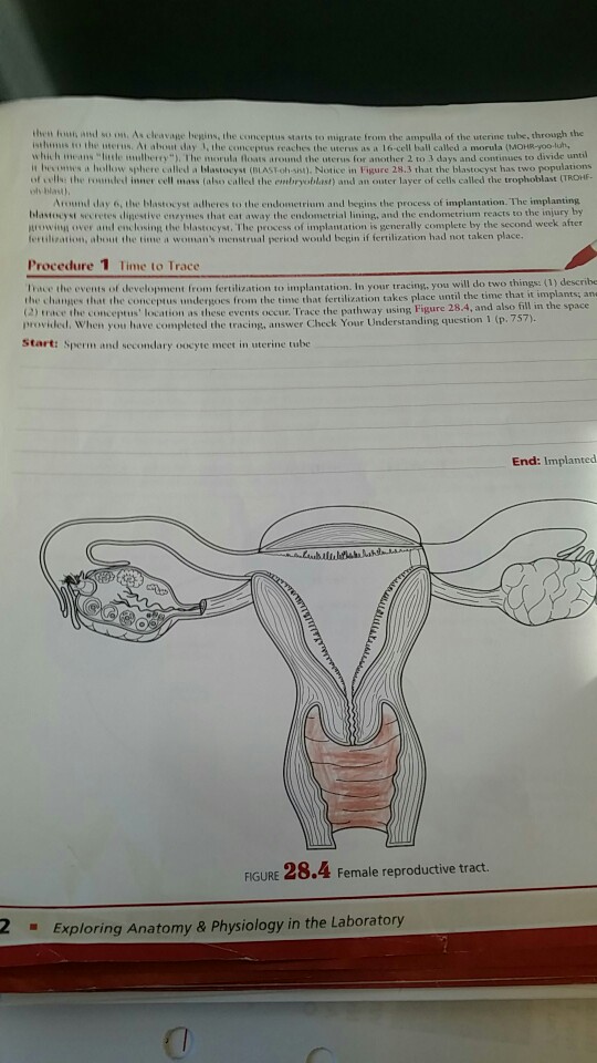 Solved thess fours, and so o. As cleavage begins, the | Chegg.com