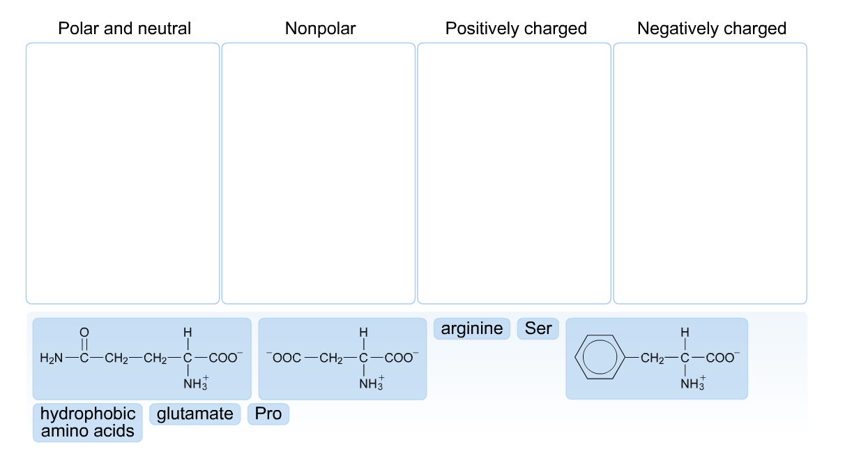 Solved Determine whether each of the following side chains | Chegg.com