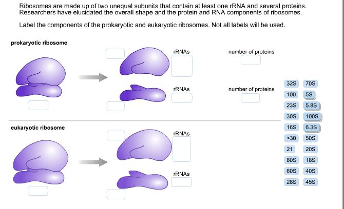 solved-ribosomes-are-made-up-of-two-unequal-subunits-that-chegg