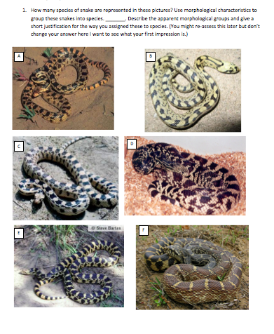Solved 1 How many species of snake are represented in these | Chegg.com