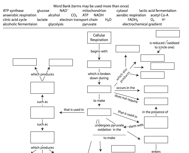 Aerobic Cellular Respiration Concept Map