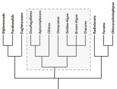 Solved A partial protist cladogram is displayed. What type | Chegg.com