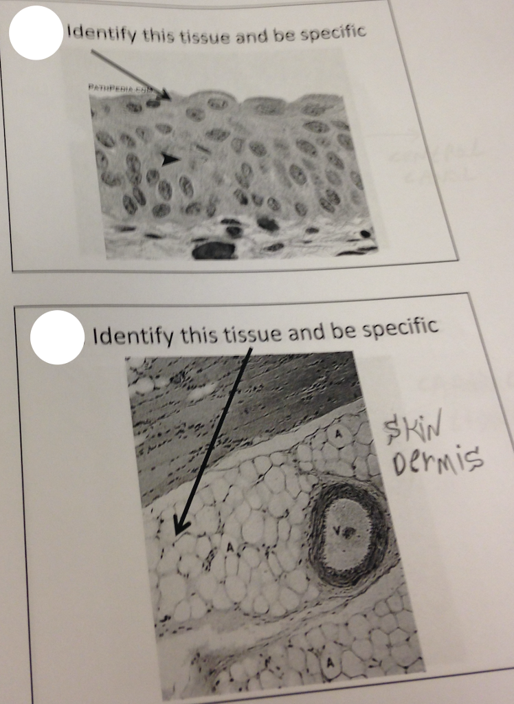 Solved Identify this tissue and be specific Identify this | Chegg.com