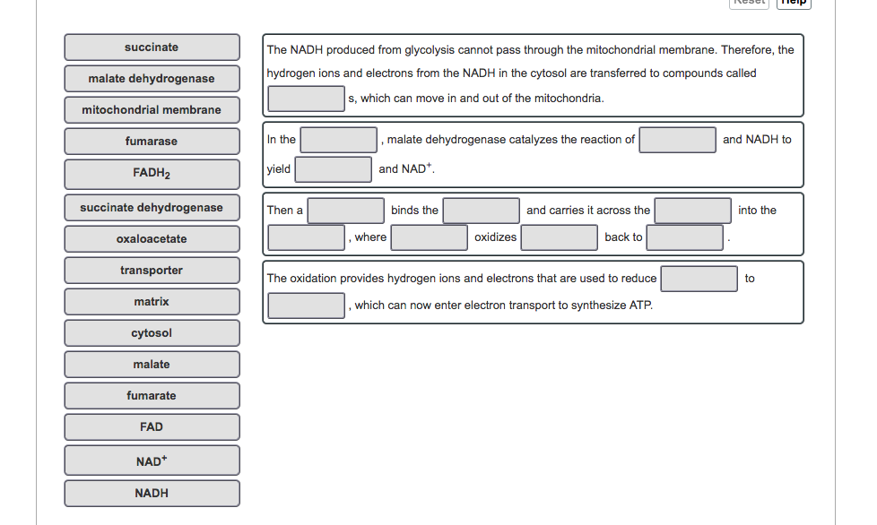 Solved The NADH produced from glycolysis cannot pass through | Chegg.com