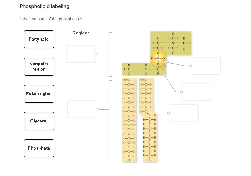 Solved Phospholipid Labeling Label The Parts Of The Chegg Com   PhpovEzKW 