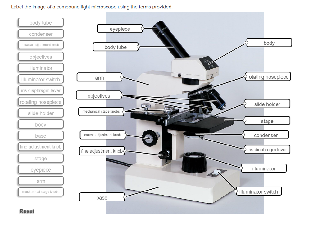 Light Microscope Diagram Labeled Micropedia