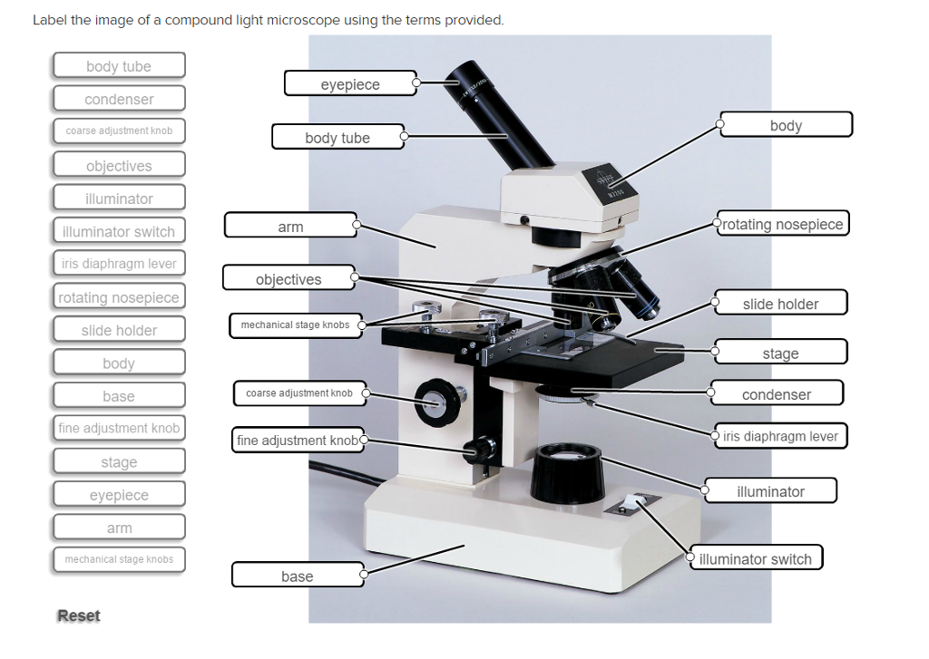 solved-label-the-image-of-a-compound-light-microscope-using-chegg