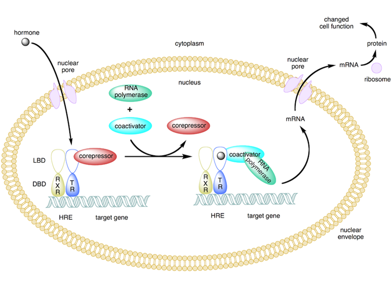 Solved Thyroid hormone receptor (TR) can activate or repress | Chegg.com