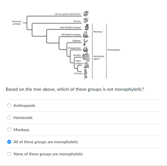 Solved Lorses pottos and lemurs Tarsiers New World monkeys | Chegg.com