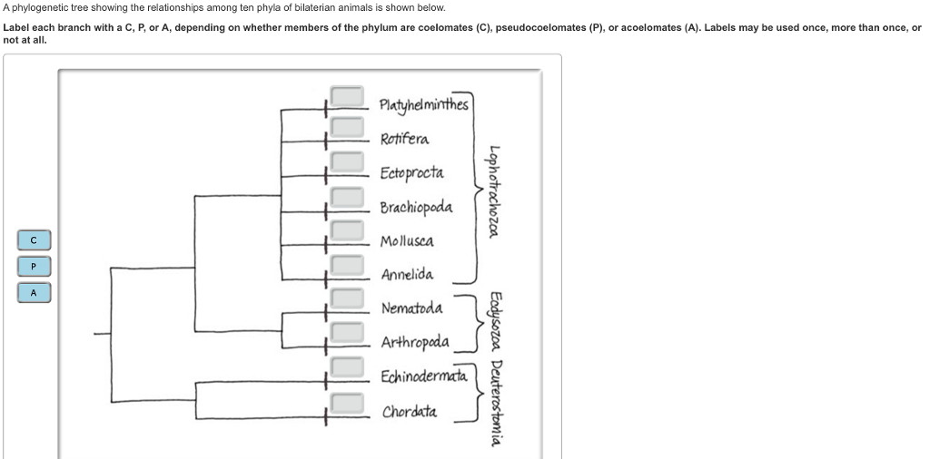 Solved A phylogenetic tree showing the relationships among Chegg