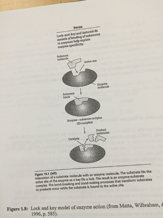 Solved Describe a) the lock and key model b) the induced