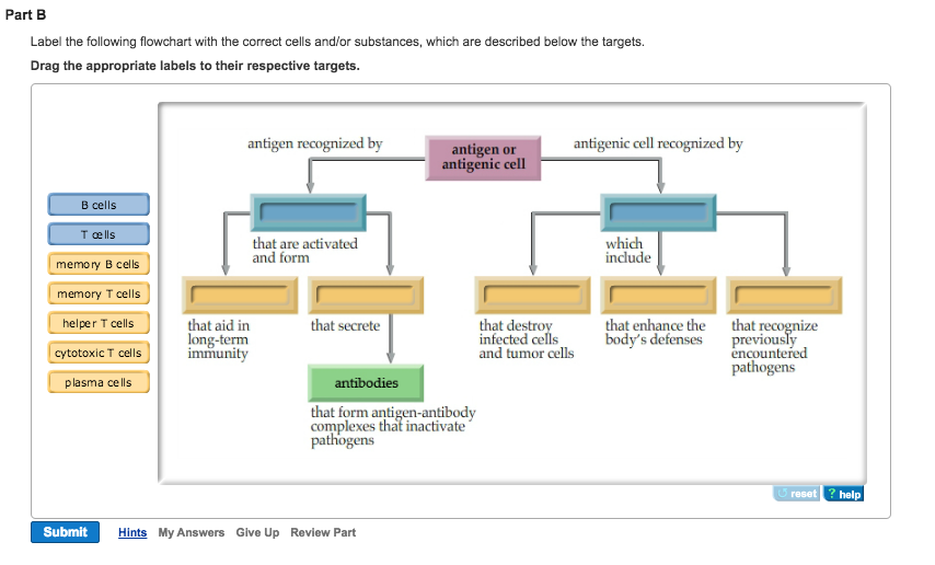 blood-components-and-their-functions-blood-chegg