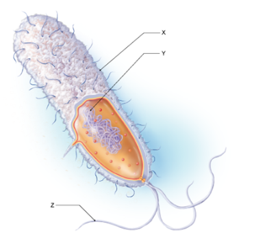 Solved: 1. Below Is A Diagram Of A Bacterium. What Structu... | Chegg.com