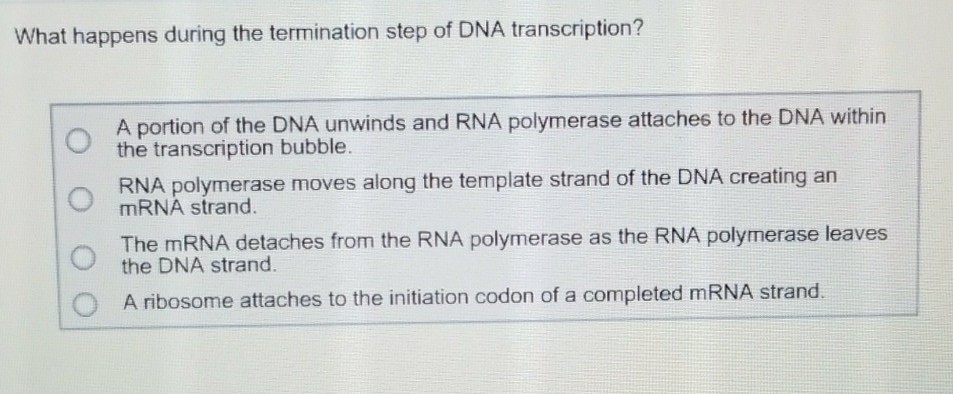 Solved What happens during the termination step of DNA | Chegg.com