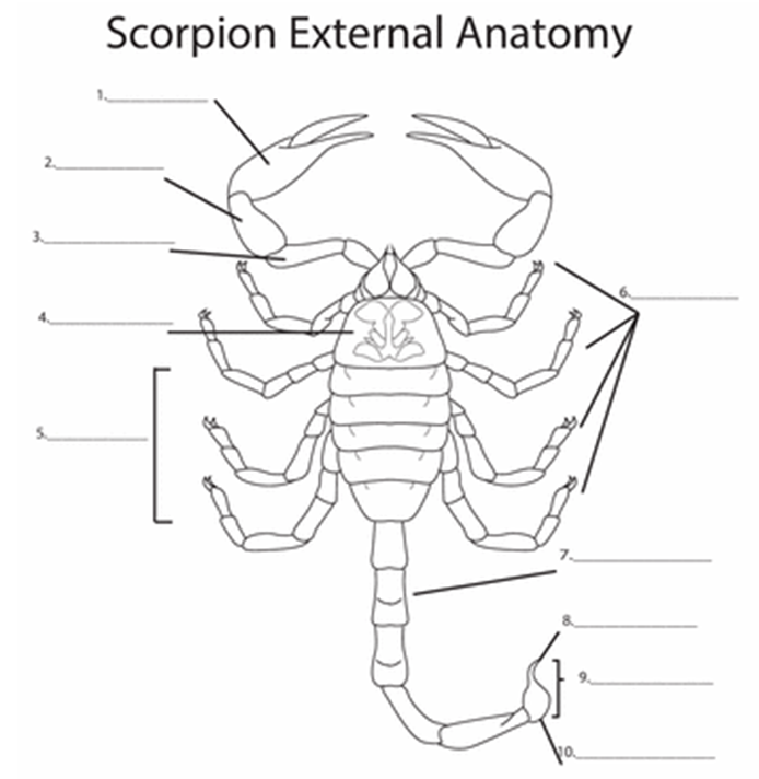 Строение скорпиона рисунок