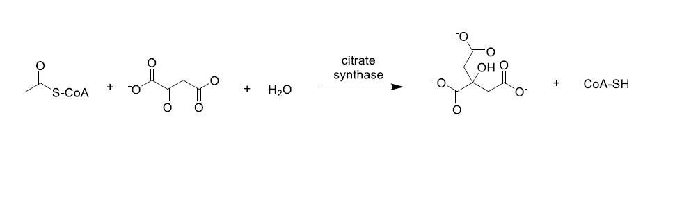 a-the-first-reaction-of-the-citric-acid-cycle-is-chegg