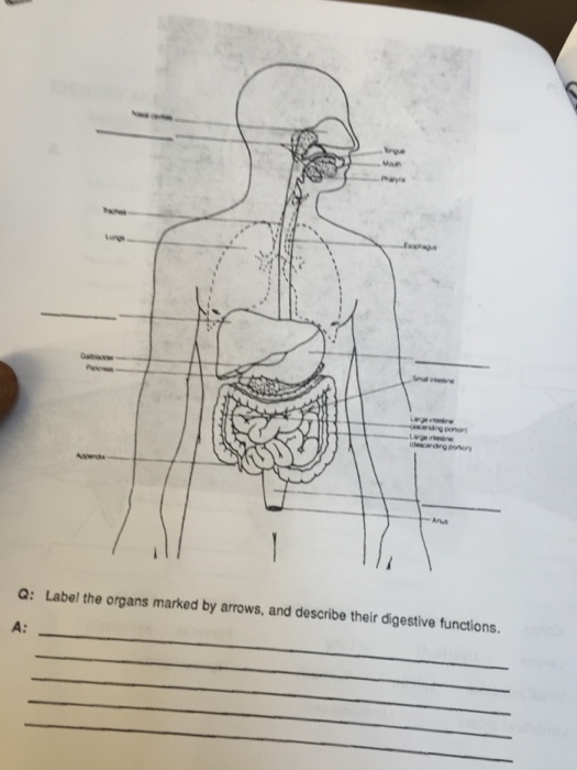 Solved Label the organs marked by arrows, and describe | Chegg.com