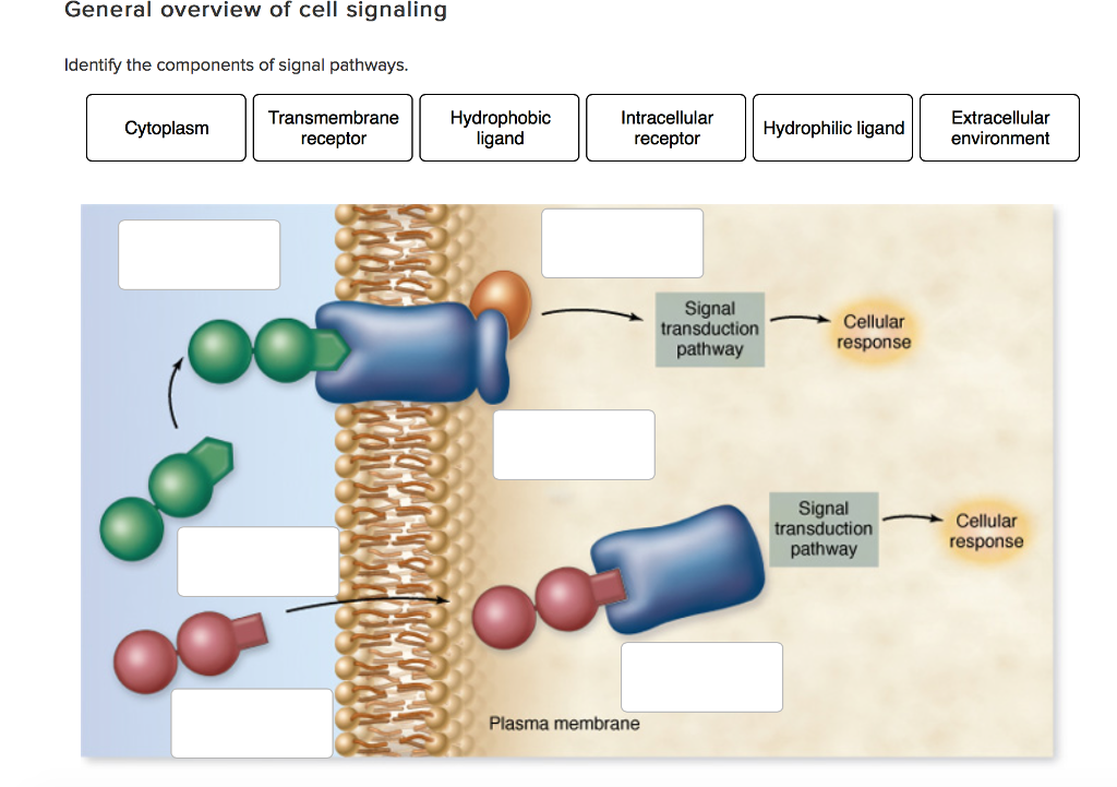 Solved Identify the components of signal pathways.