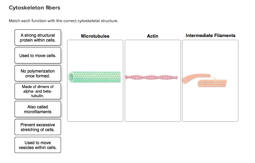 Solved Match each function with the correct cytoskeletal