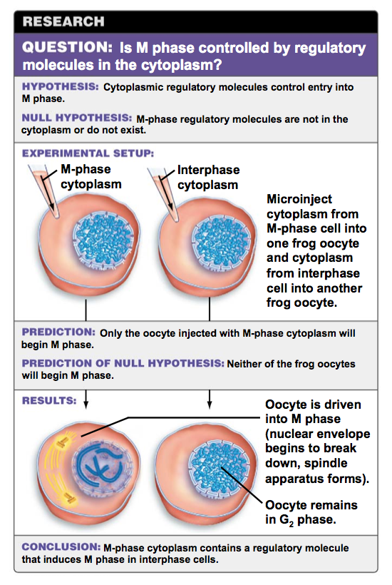 M Phase Process Solved RESEARCH QUESTION: Is M phase controlled by | Chegg.com