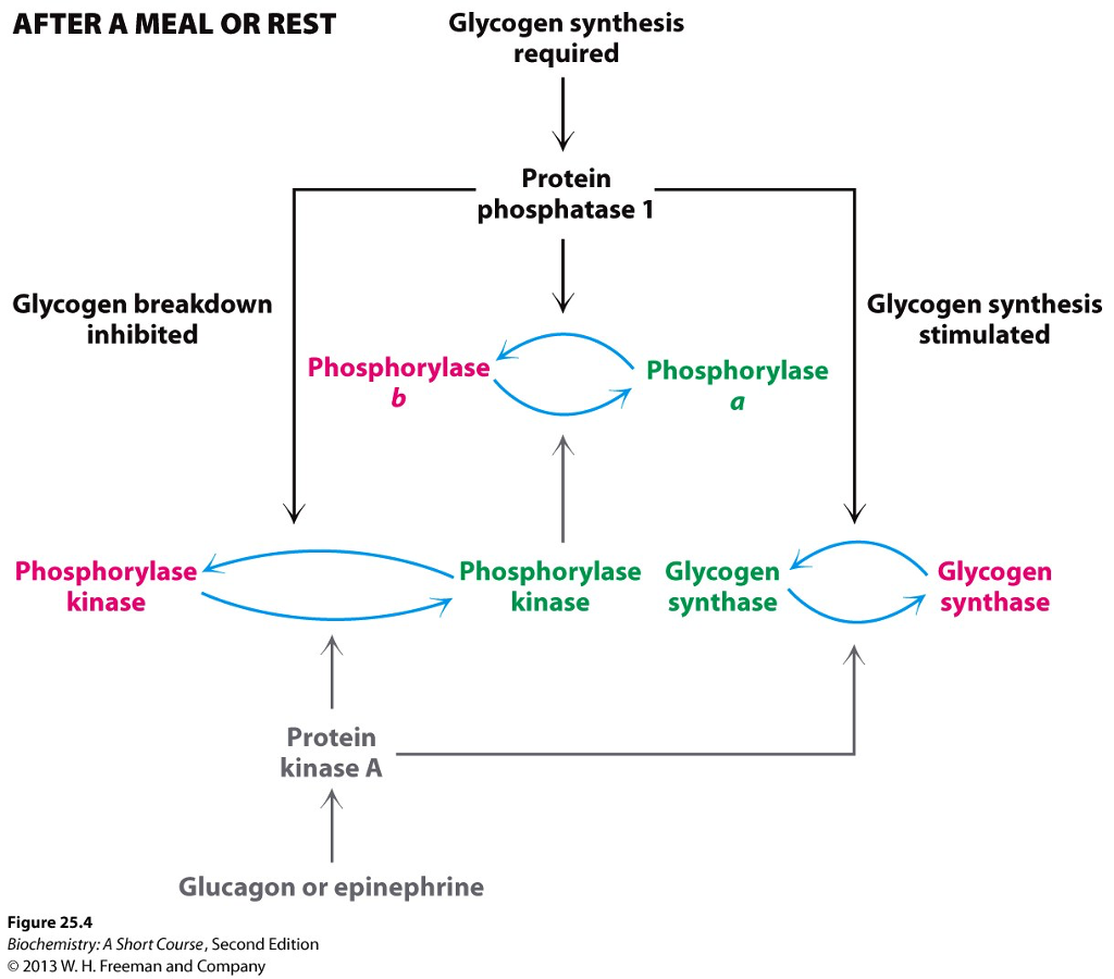 solved-glycogen-synthesis-after-a-meal-or-rest-required-chegg