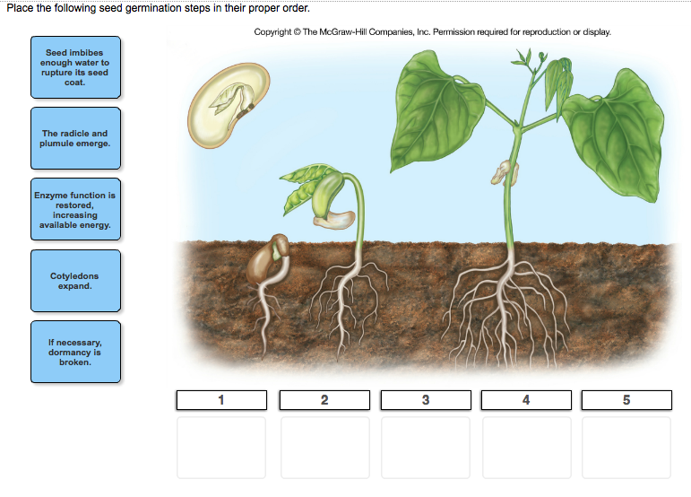 steps-of-seed-germination-types-and-stages-gardening-tips