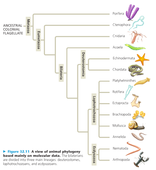 Solved What is the phylogeny of the organisms we eat? Pick | Chegg.com