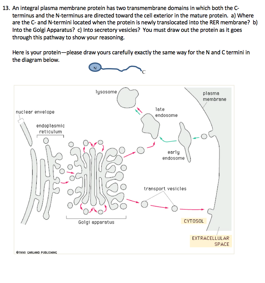 Cells Free Fulltext Membrane Transporters For Amino Acids As