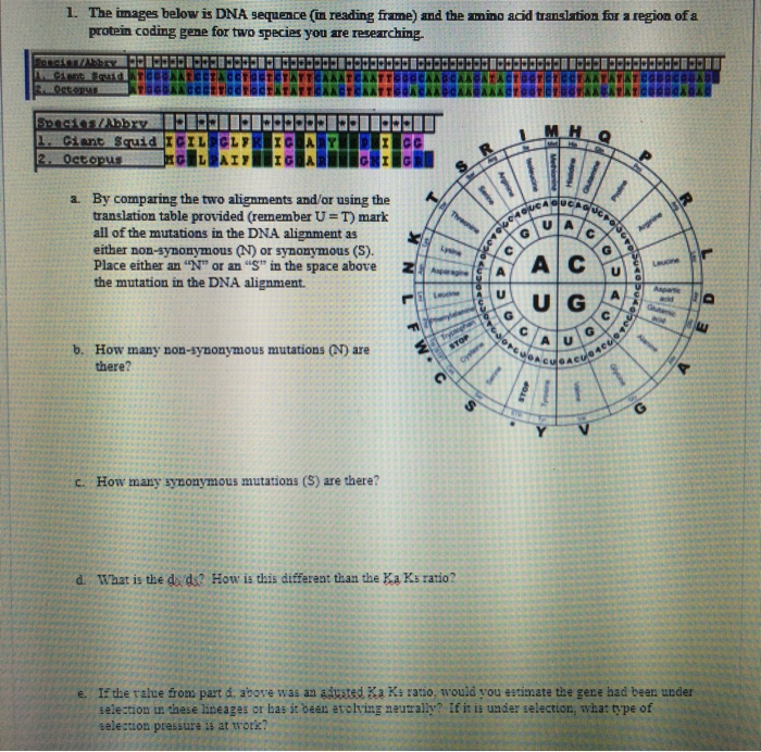 Solved The images below is DNA sequence (in reading frame) | Chegg.com