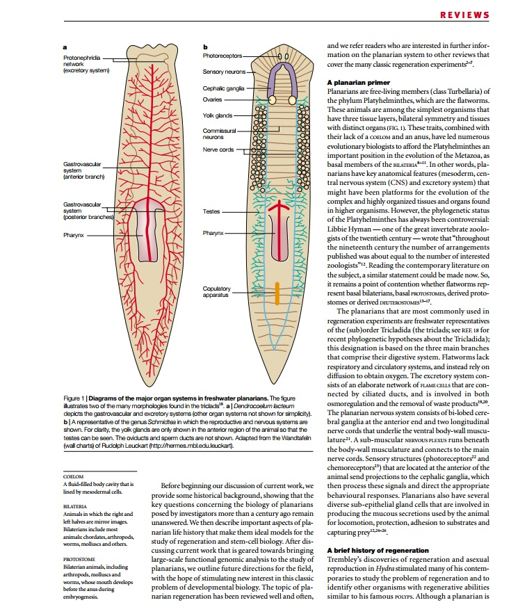 solved-1-which-features-of-the-phylum-platyhelminthes-make-chegg