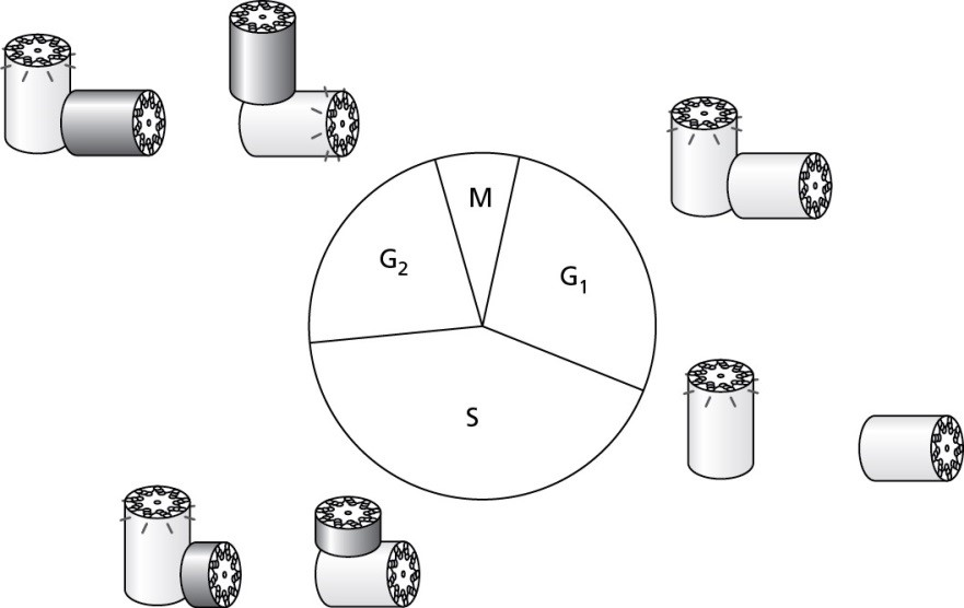 Solved Examine the schematic representation of centrosome Biology Diagrams
