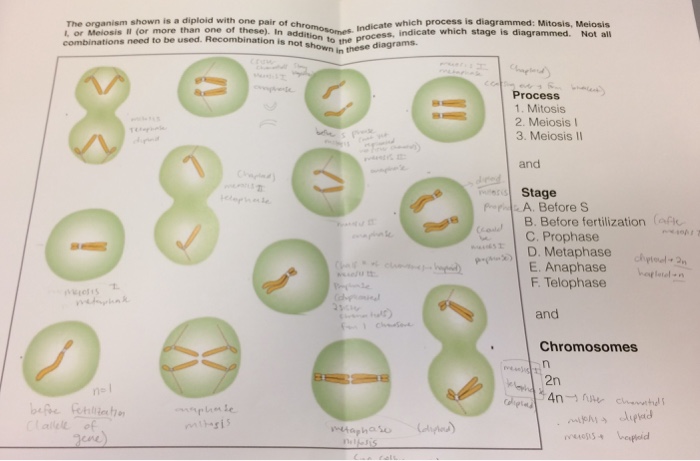 solved-please-label-which-diagrams-are-n-2n-and-4n-what-chegg