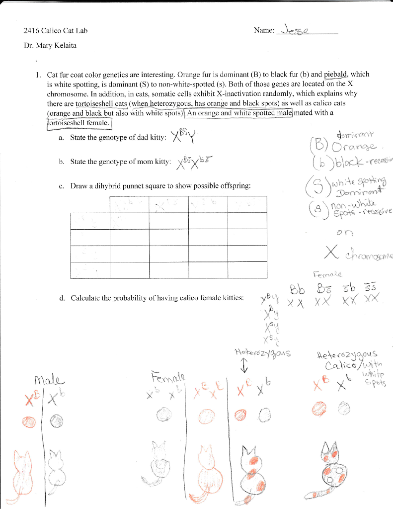 Solved 2416 Calico Cat Lab Name Dr. Mary Kelaita 1. Cat fur