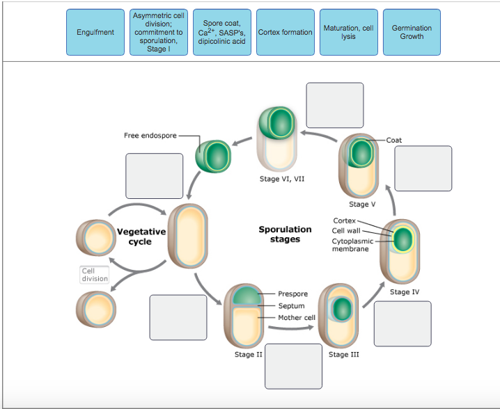 ENDOSPORE FORMATION PDF ENDOSPORE FORMATION PDF