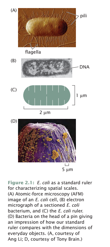 Bacterial Ruler Solved 1. (a) Use Figure 2.1 to justify the assumption | Chegg.com