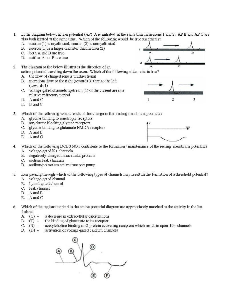 Solved In the diagram below, action potential (AP) A is | Chegg.com