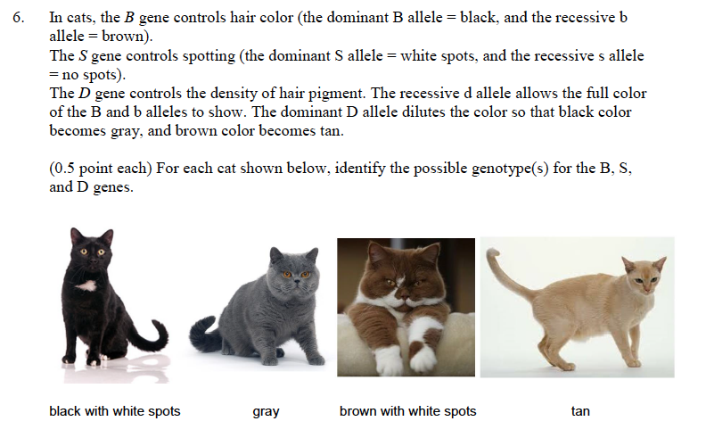 Solved In cats, the B gene controls hair color (the dominant