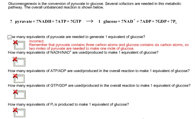 Solved Gluconeogenesis Is The Conversion Of Pyruvate To